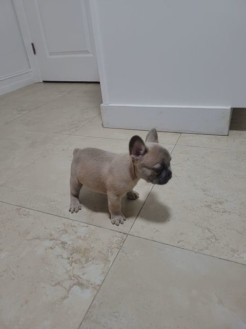 frenchies in Cape Coral, Florida