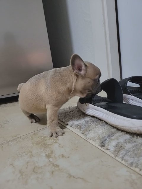 frenchies in Cape Coral, Florida
