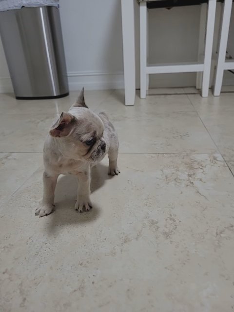 frenchies in Cape Coral, Florida