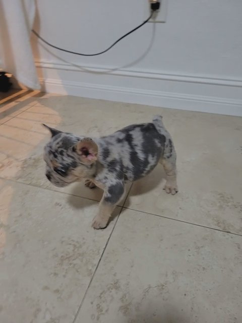 french bulldog puppies in Cape Coral, Florida