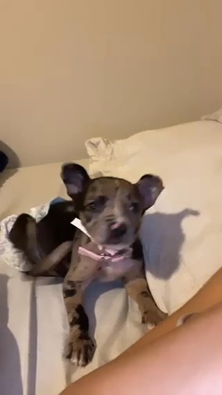 A Beautiful Puppy in Mesquite, Texas