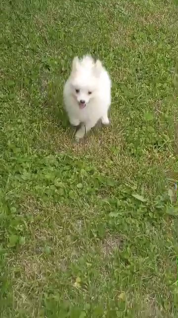 posedion the pomeranian in Effingham, Illinois