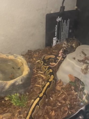 Youth Ball Python And Enclosure in San Antonio, Texas