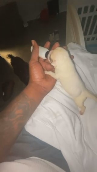 Bully Female Pup in Washington, District of Columbia