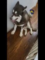 $450  1YR  GIANT MALAMUTE BOY  BROOKLYN NYC in New York City, New York