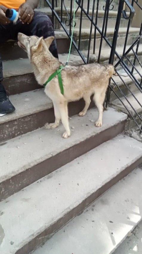 $900  5months big husky boy brooklyn nyc in New York City, New York