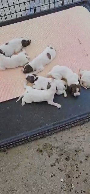 Pointer puppies in Rancho Cucamonga, California