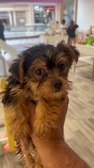 Mike-Male yorkie in Columbia, South Carolina