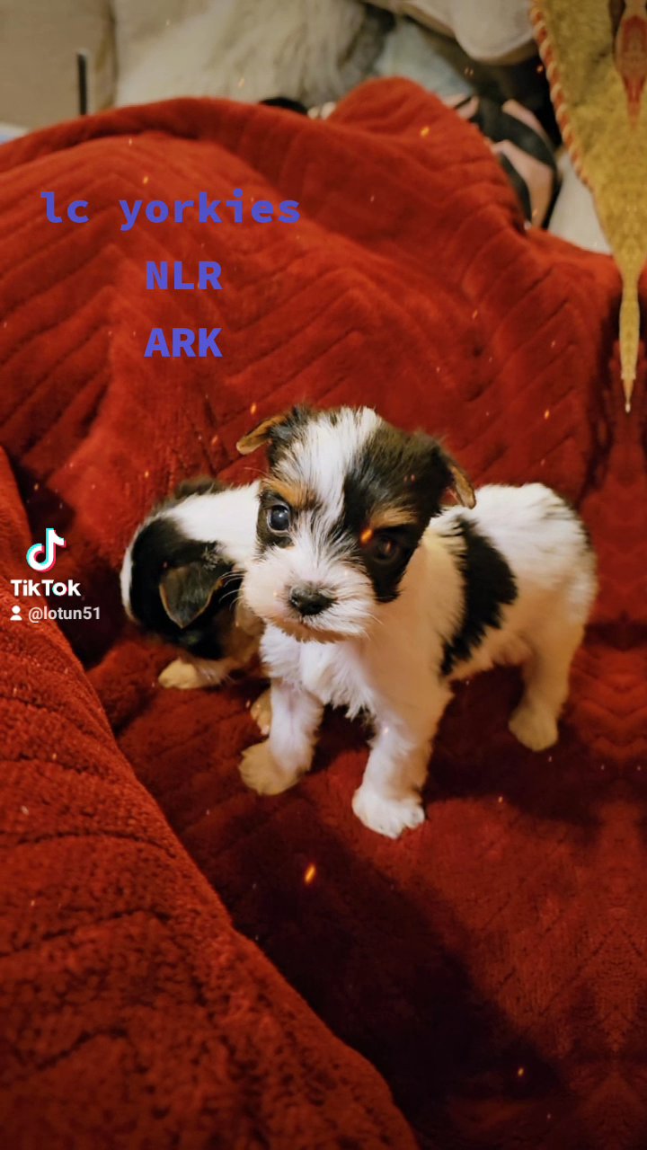 sweetheart in North Little Rock, Arkansas
