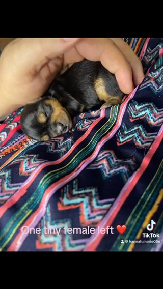 Teacup Yorkie Girl in Cookeville, Tennessee