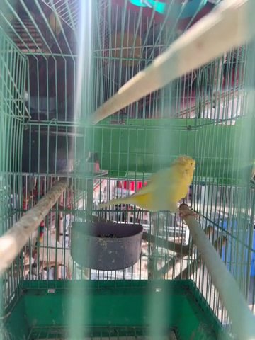 Bird For Sale in Los Angeles, California