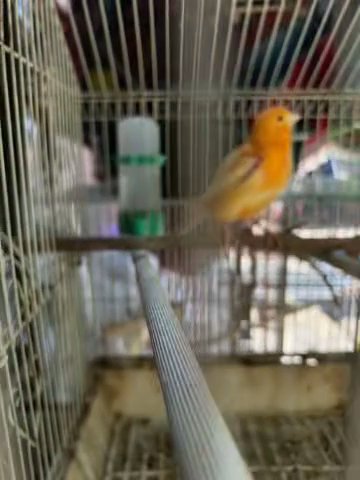 Bird For Sale in Los Angeles, California