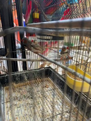 Birds For Sale in Los Angeles, California
