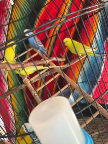 Birds For Sale in Los Angeles, California