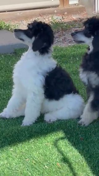 Moyen Tri Poodle in Billings, Montana