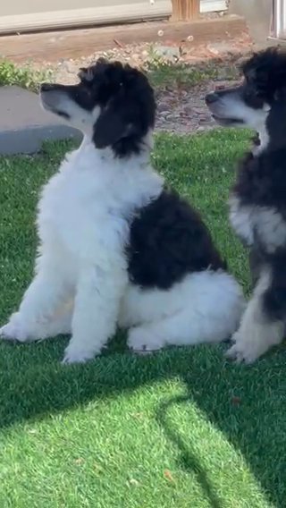 Moyen Tri Poodle in Billings, Montana