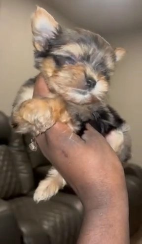 Blue Merle in Houston, Texas