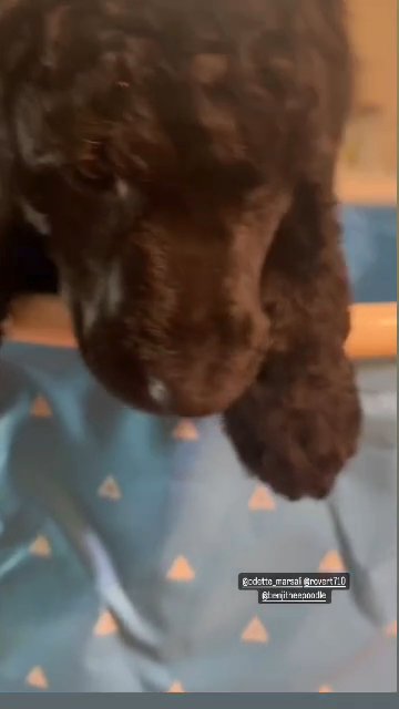 Standard Poodle Female all Black in Phoenix, Arizona