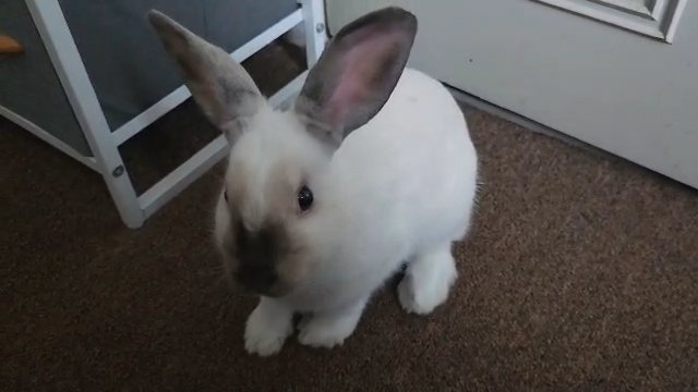 Adorable young rabbit (Snow) in Pottstown, Pennsylvania