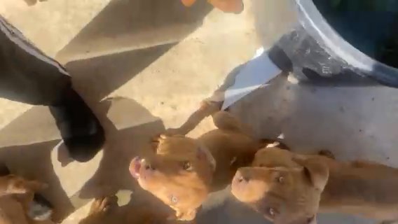 Dobermann Pitbull Mixed Pups in Merced, California