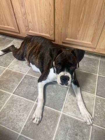 Boxer Puppies in Hesperia, California