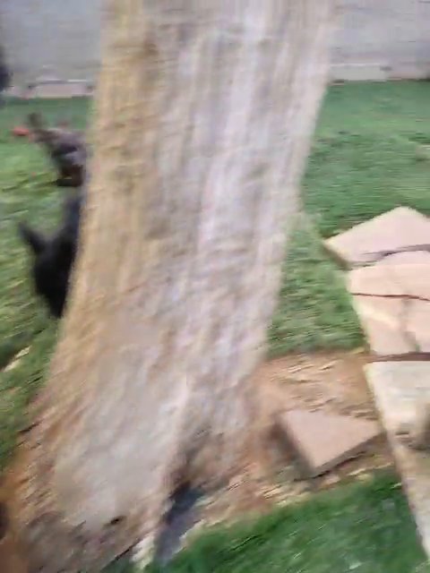 puppies available in Apple Valley, California
