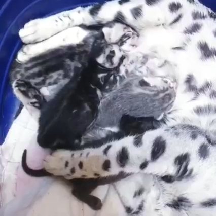 bengal kittens marble silver and brown in New York City, New York