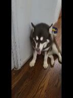 MALE 1YR $450 purebreed malamute brooklyn nyc in New York City, New York