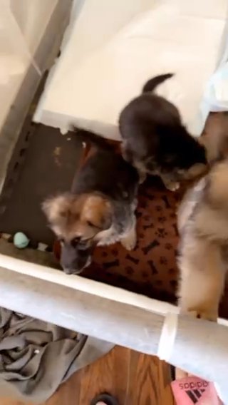 German Shepard Puppies in Phoenix, Arizona