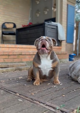 Tater-Tot, 1 yr old Small Lilac Tri female in Dallas, Texas