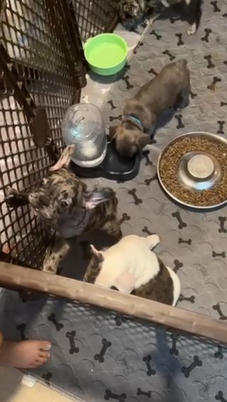 French Bulldogs in Poinciana, Florida