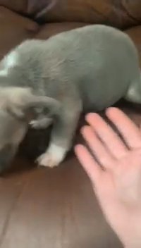 10 week Old Male French Bulldog in Charleston, West Virginia