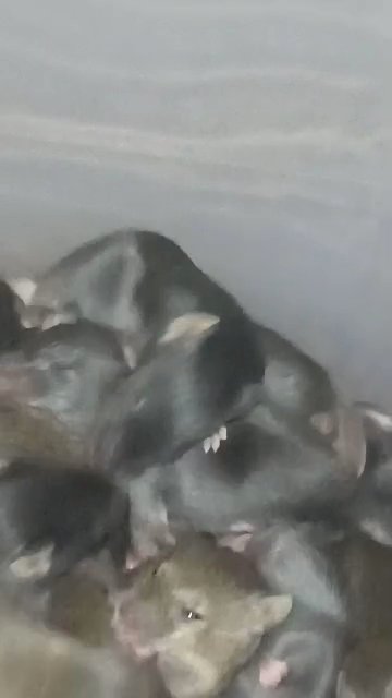 Fancy mice in Haines City, Florida