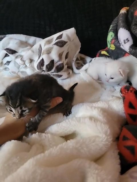 kitten update in Washington, District of Columbia