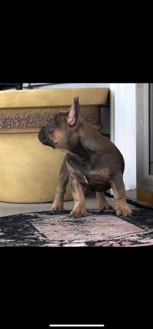 AKC Frenchie in East Chicago, Indiana