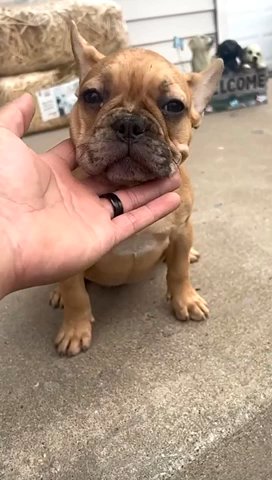 AKC french bulldog in East Chicago, Indiana