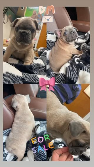 French Bulldog in Miramar, Florida