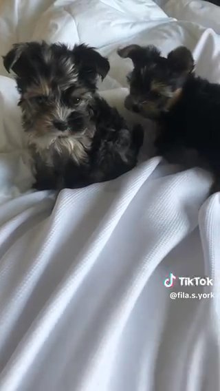 Traditional Yorkshire Terrier in Nashville, Tennessee
