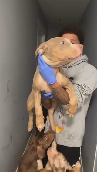 Xl American Bully 15 Weeks in Pittsfield, Massachusetts