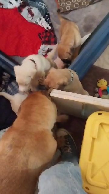 puppies play in Phoenix, Arizona