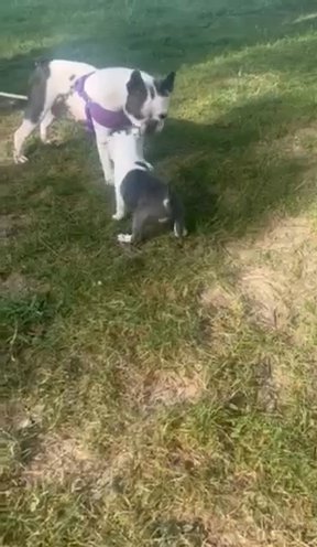 Frenchton Puppies in Cincinnati, Ohio