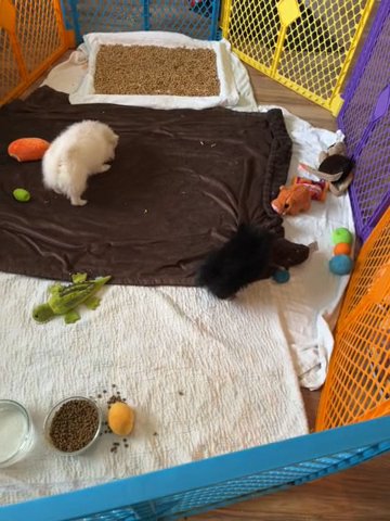 ADORABLE BABIES in Celina, Ohio