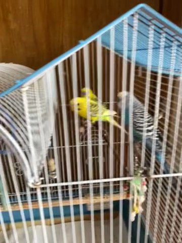 5 Birds For Sale in Chicago, Illinois