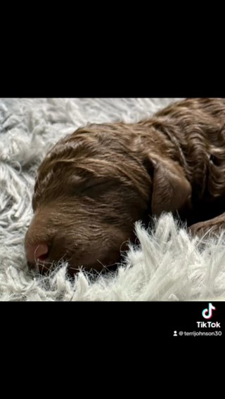 AKC Standard Poodles in Lehigh Acres, Florida