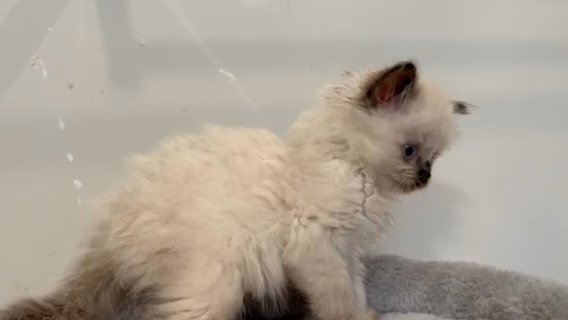 Seal colorpoint ragdoll IVY in New Rochelle, New York