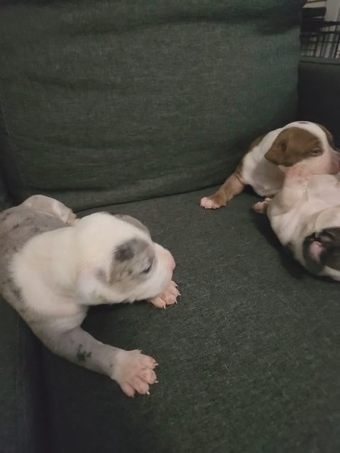 Pitbull Puppies in Norfolk, Virginia