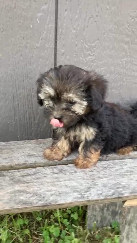 yorkiepoo girl in Nashville, Tennessee