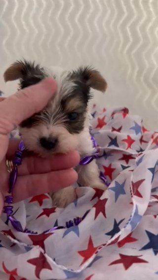 Miss purple, aKC Female yorkie in Lexington, North Carolina