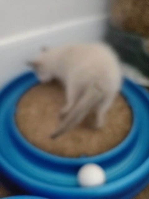 Purebred Ragdoll Kittens in Rochester, New York