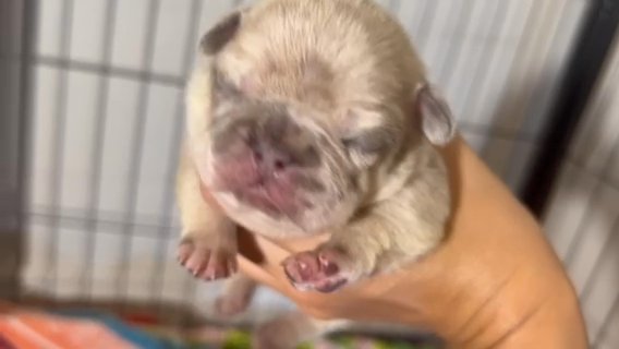 Female French Bulldog in West Point, Utah